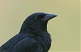 Chopi Blackbird